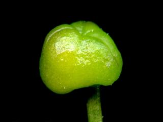 Img.VTax3518.ExN.Img6