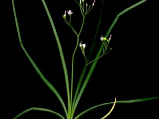 Img.VTax3518.ExN.Img8