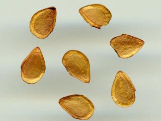 Img.VTax3543.ExN.Img7