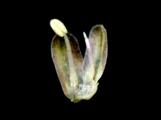 Img.VTax3583.ExN.Img8