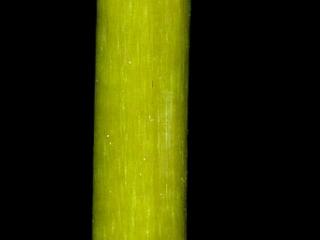 Img.VTax3592.ExN.Img7