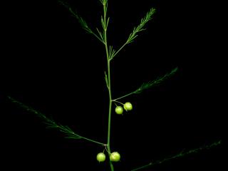 Img.VTax3596.ExN.Img10