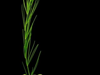 Img.VTax3596.ExN.Img13