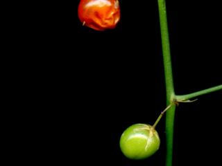 Img.VTax3596.ExN.Img6