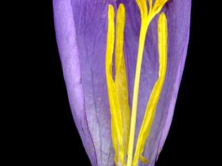 Img.VTax3633.ExN.Img3