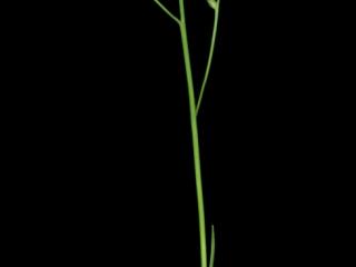 Img.VTax3645.ExN.Img11