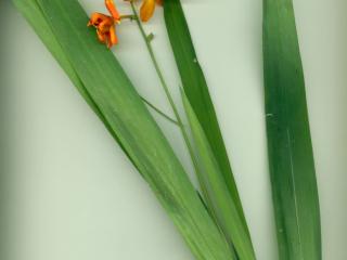 Img.VTax3645.ExN.Img13