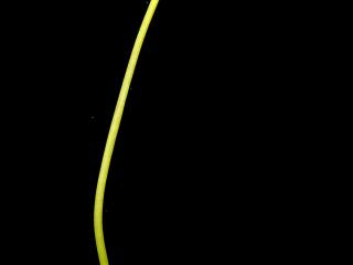 Img.VTax3645.ExN.Img9