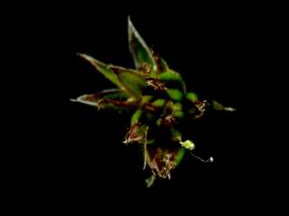 Img.VTax3671.ExN.Img4