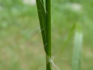 Img.VTax3684.ExN.Img1