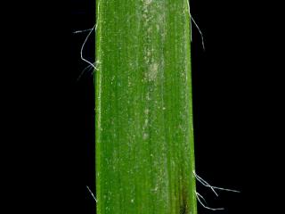 Img.VTax3684.ExN.Img11