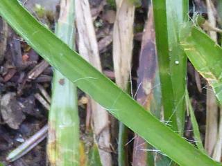 Img.VTax3684.ExN.Img4