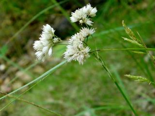 Img.VTax3684.ExN.Img6