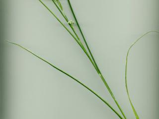Img.VTax3684.ExN.Img7