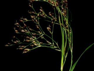 Img.VTax3685.ExN.Img1