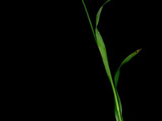 Img.VTax3685.ExN.Img3