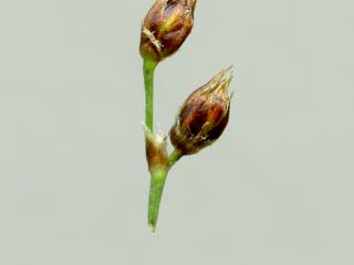 Img.VTax3685.ExN.Img6