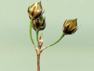 Img.VTax3687.ExN.Img4