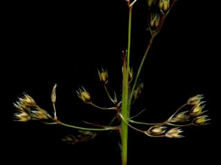 Img.VTax3687.ExN.Img6