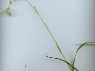 Img.VTax3691.ExN.Img3