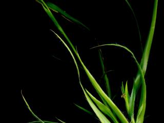 Img.VTax3691.ExN.Img4