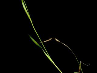 Img.VTax3694.ExN.Img2