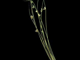 Img.VTax3699.ExN.Img8