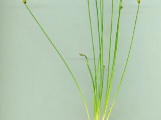 Img.VTax3700.ExN.Img1