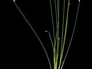 Img.VTax3700.ExN.Img2