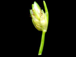 Img.VTax3700.ExN.Img3