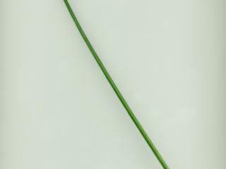 Img.VTax3704.ExN.Img3