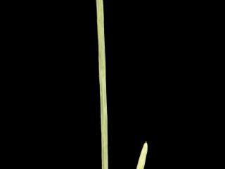 Img.VTax3720.ExN.Img1
