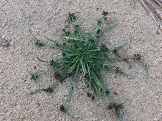 Img.VTax3722.ExN.Img3