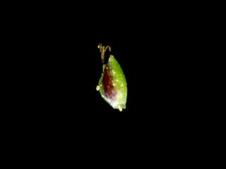 Img.VTax3722.ExN.Img8