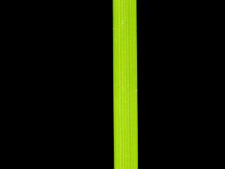 Img.VTax3727.ExN.Img7