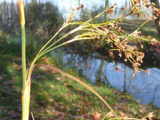 Img.VTax3732.ExN.Img1