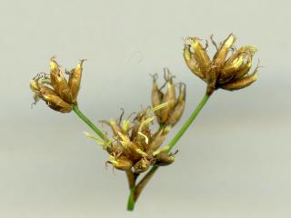 Img.VTax3732.ExN.Img12