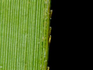Img.VTax3732.ExN.Img18