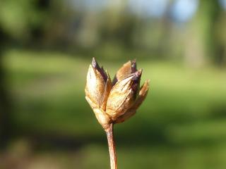 Img.VTax3732.ExN.Img3