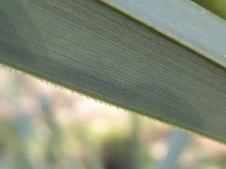 Img.VTax3732.ExN.Img4