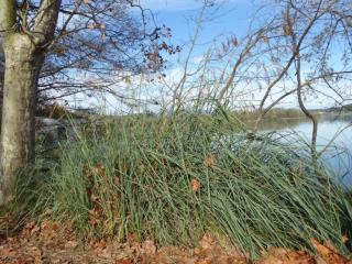 Img.VTax3732.ExN.Img5