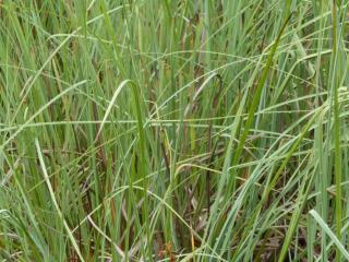 Img.VTax3732.ExN.Img7