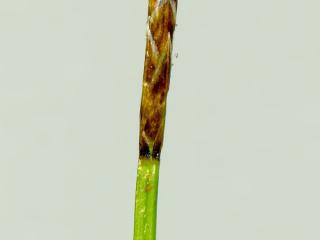 Img.VTax3735.ExN.Img3