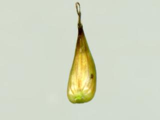 Img.VTax3735.ExN.Img5