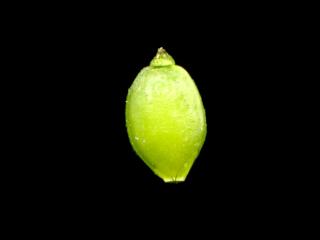 Img.VTax3740.ExN.Img1