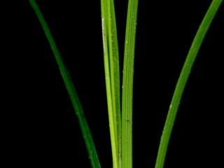 Img.VTax3740.ExN.Img11