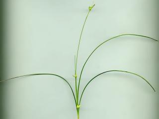 Img.VTax3740.ExN.Img12