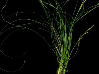 Img.VTax3741.ExN.Img1