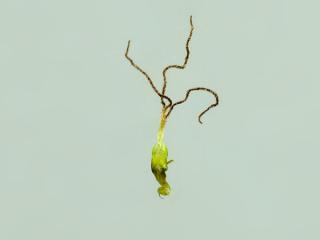 Img.VTax3741.ExN.Img3