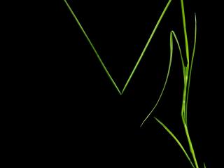 Img.VTax3751.ExN.Img2